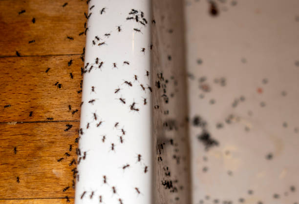 Best Pest Prevention Services  in West Orange, TX